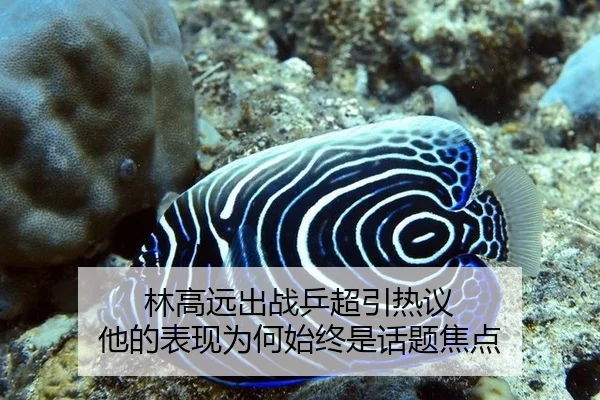 林高远出战乒超引热议 他的表现为何始终是话题焦点 - rb88